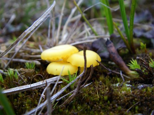 Yellow Fungus