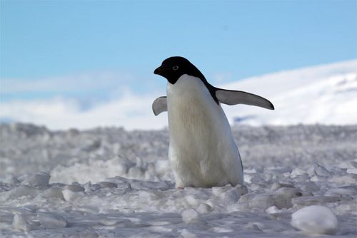 Addie, the Penguin Who Dreamed of Flying