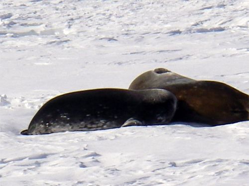 A Waddell Seal and Her Pup