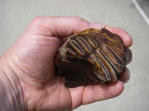 Woolly Mammoth Molar