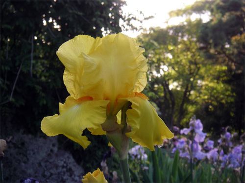 Yellow Iris