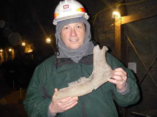 Steppe Bison Jaw Bone