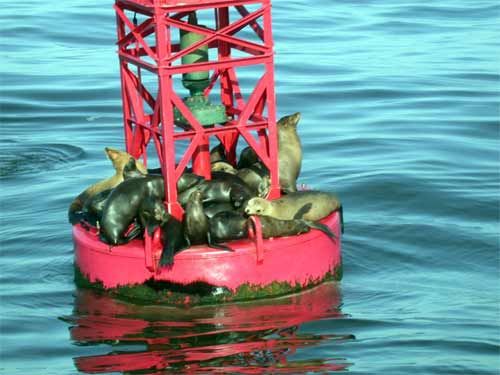 California Sea Lions