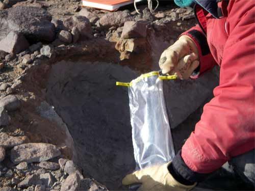 Dave Marchant collecting Ash from soil pit.