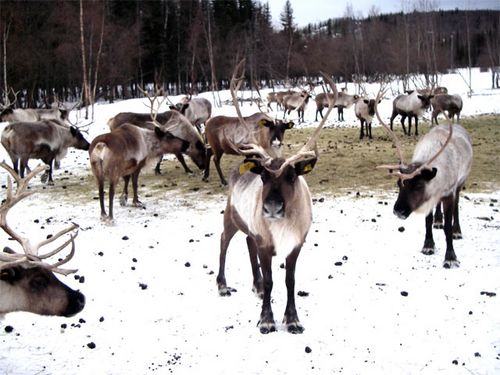 Reindeer Farm