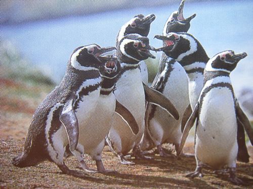 Magellanic Penguins