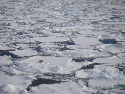 A crabeater seal rests on broken sea ice as the Oden passes by