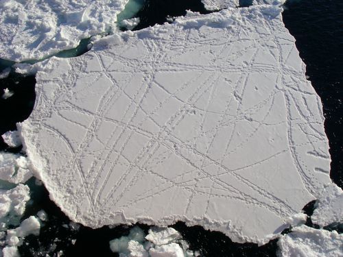 The Sea Ice is Covered with Penguin Tracks!