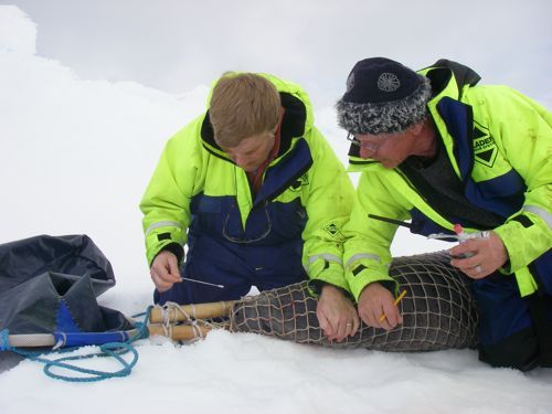 On the First Day of 2009, I Finally Got to Pick a Seal’s Nose!