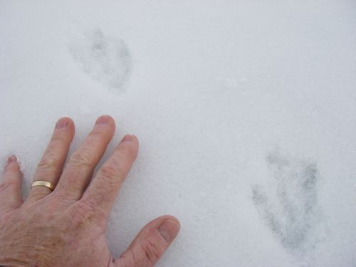 Adelie Penguin Tracks