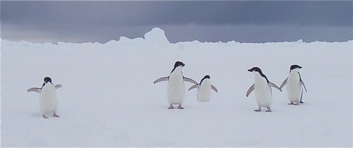 A Magical Penguin Visit!