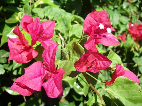 Bougainvillea outside the Sofitel Hotel in Miami