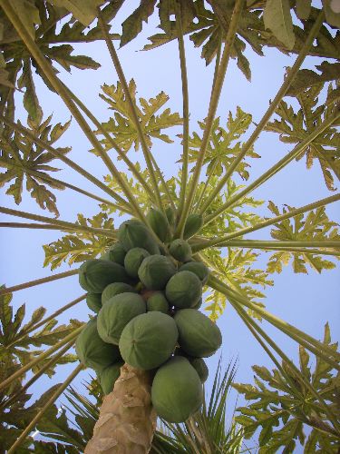 A papaya tree with fruit, Miami