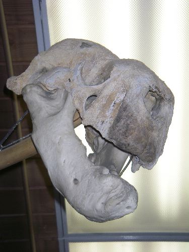 A fossil walrus skull