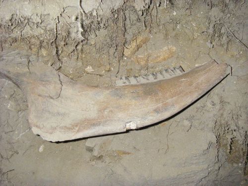 A 20,000 year old fossil jawbone frozen in permafrost 