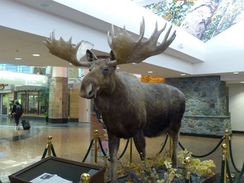 Moose