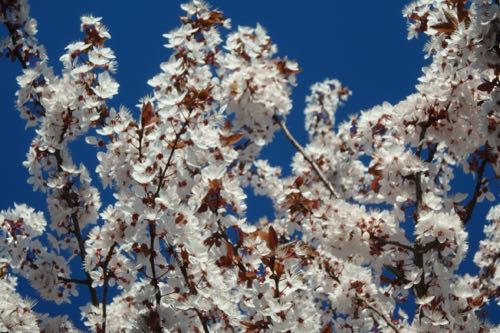 Fruit tree flowers