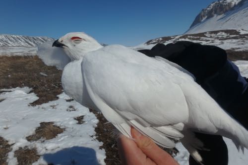 Ptarmigan