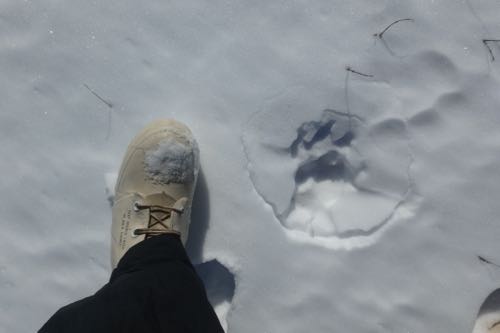 Wolf tracks