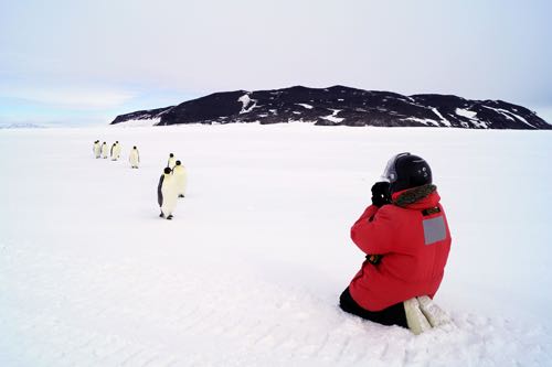 Close up of penguins