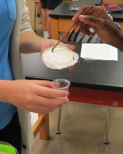 Larvae Transfer in Classroom