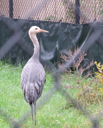 Brolga Crane Chic