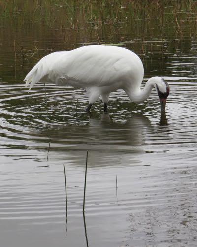 Whooping Crane