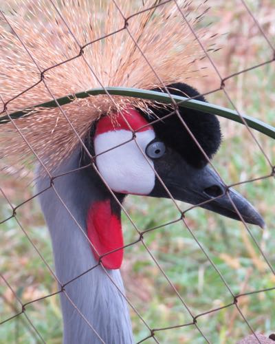 Grey-Crowned Crane