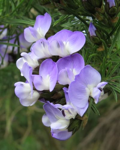 Purple flowers