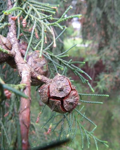 Pine Cones