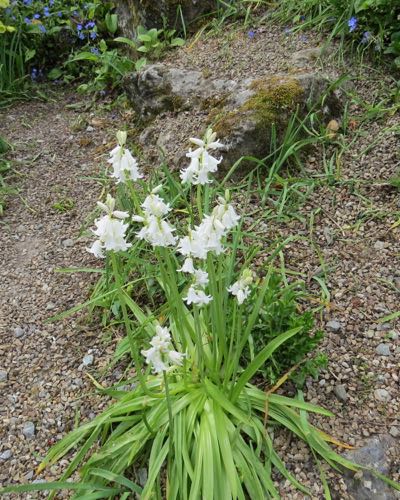 More white flowers