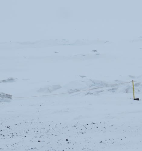 Seals on the ice