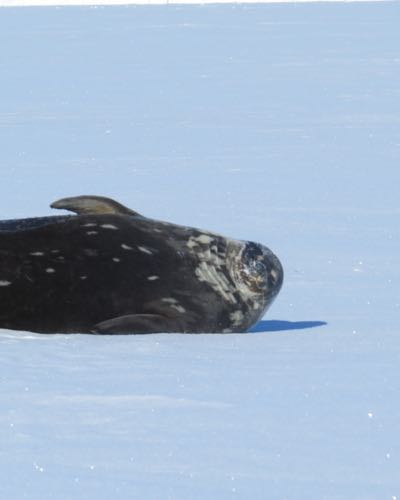 Seal face