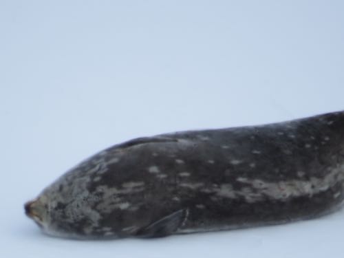 Seal