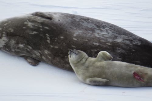 New born seal pup