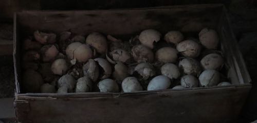 Penguin eggs