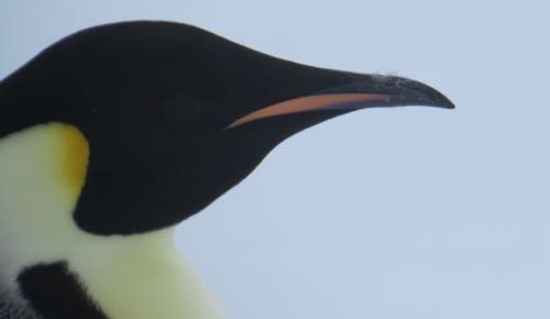 Close-up head shot