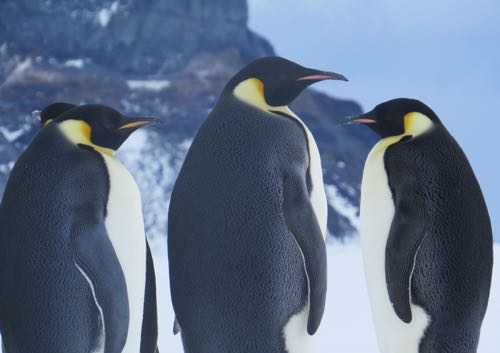 Regal Penguins