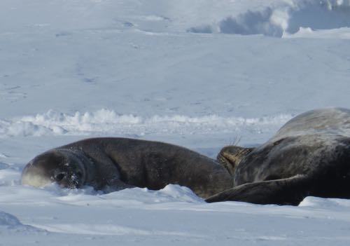 Seal and seal pup