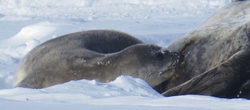 Seal pup