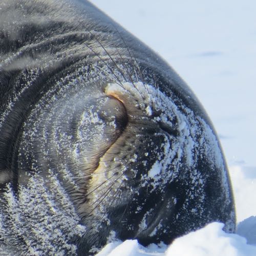 Adult seal face