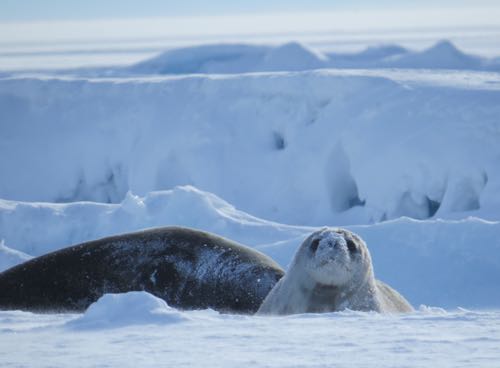 Seal pup looking up