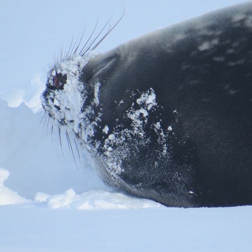 Seal close-up