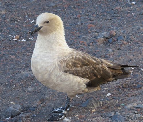 Skua