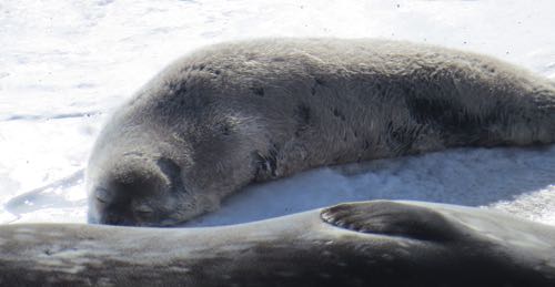 Baby seal