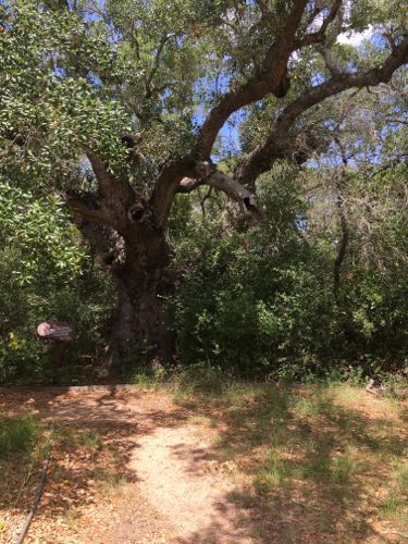 Live Oak tree at Aransas