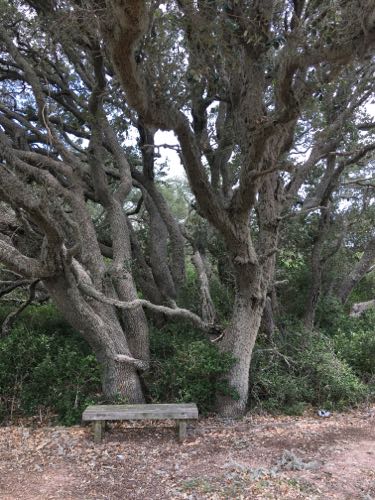 Live oak covered in Spanish Moss