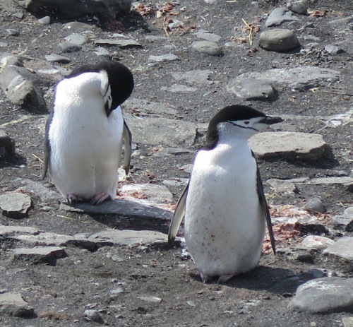 Chinstrap penguins