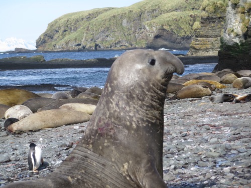 Southern elephant seal: Mirounga leonina