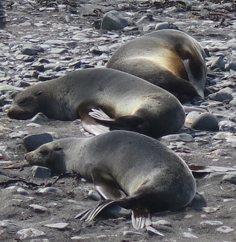 Fur seals